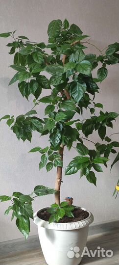 Гибискус китайская роза