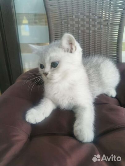 Британская