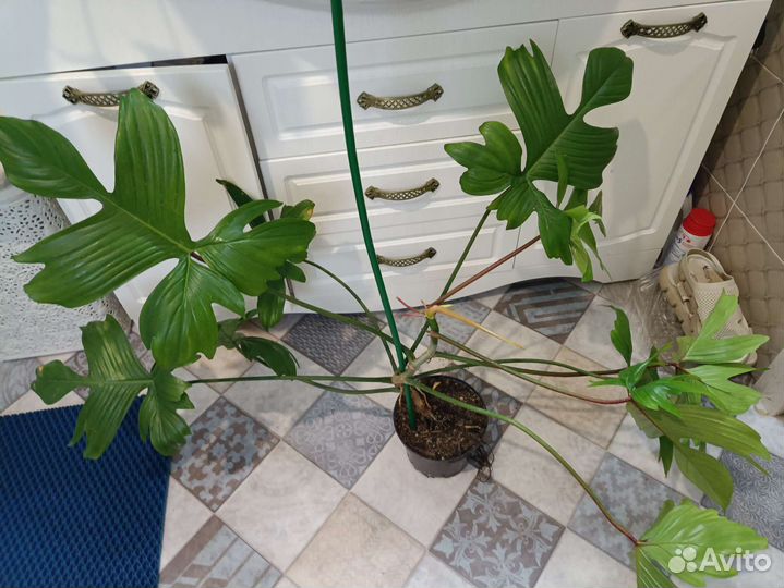 Большие комнатные растения