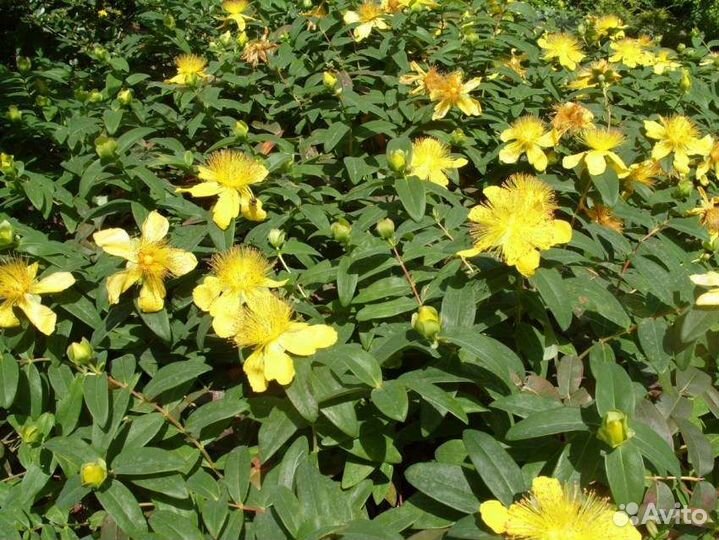 Хауттюйния, зверобой