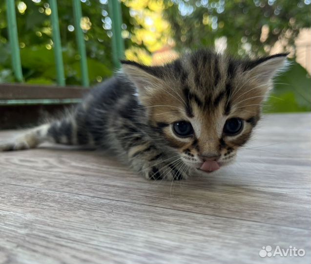 Котята в добрые руки бесплатно