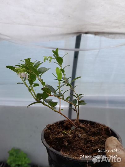 Брусника, Клюква