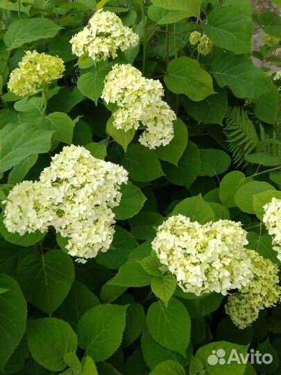 Гортензия на срез