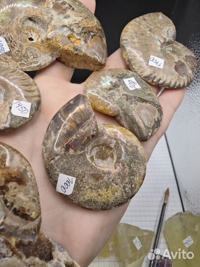 Аммонит Окаменелости с ярким перламутром