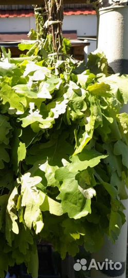 Дубовые, Березовые веники,свежие