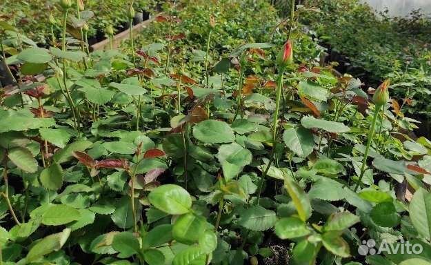 Роза плетистая Индиголетта