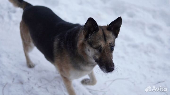 Собака Тиша