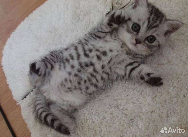 Шотландские котята