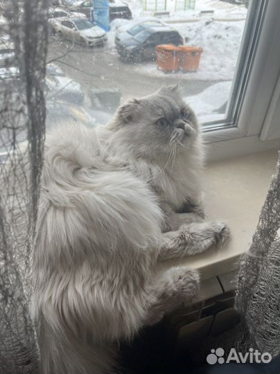 Шотландский кот вязка