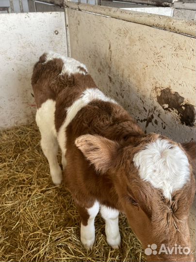 Телята симменталы