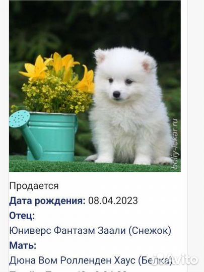 Японский шпиц щенки