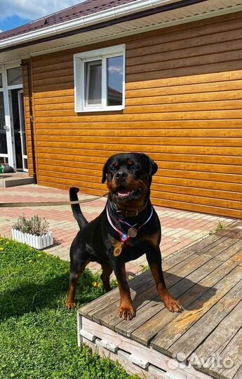 Вязка ротвейлера