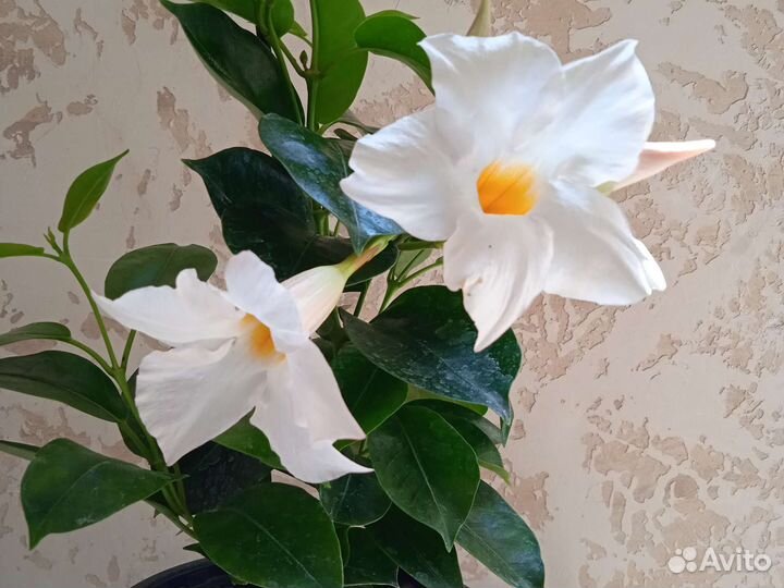 Диплодения красная и белая