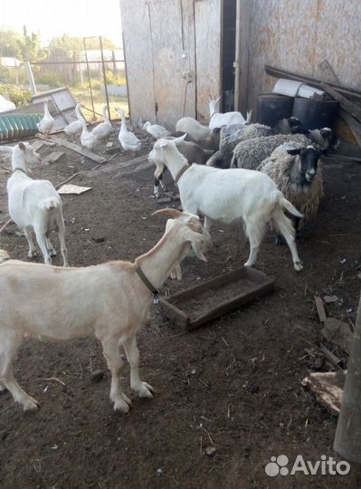 Козы зааненские, Бараны