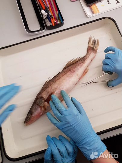 Репетитор по биологии огэ и егэ онлайн