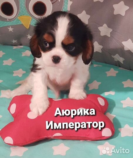 Кавалер Кинг Чарльз Спаниель щеночки