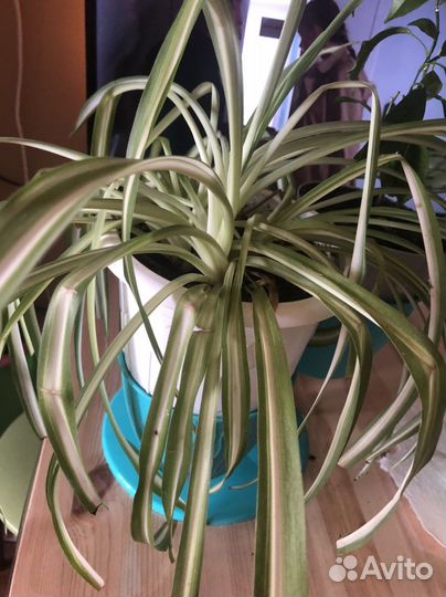 Хлорофитум