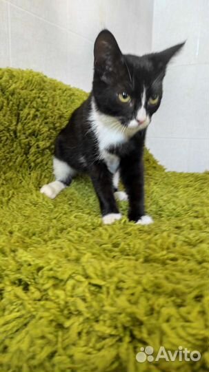 Котенок в дар бесплатно