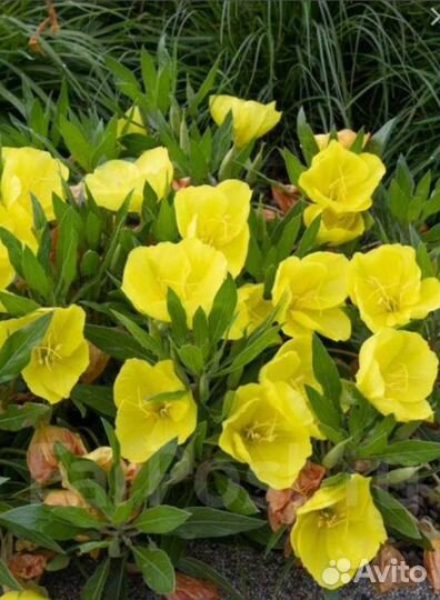 Энотера желтая