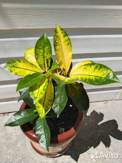 Кротон миссис айстон