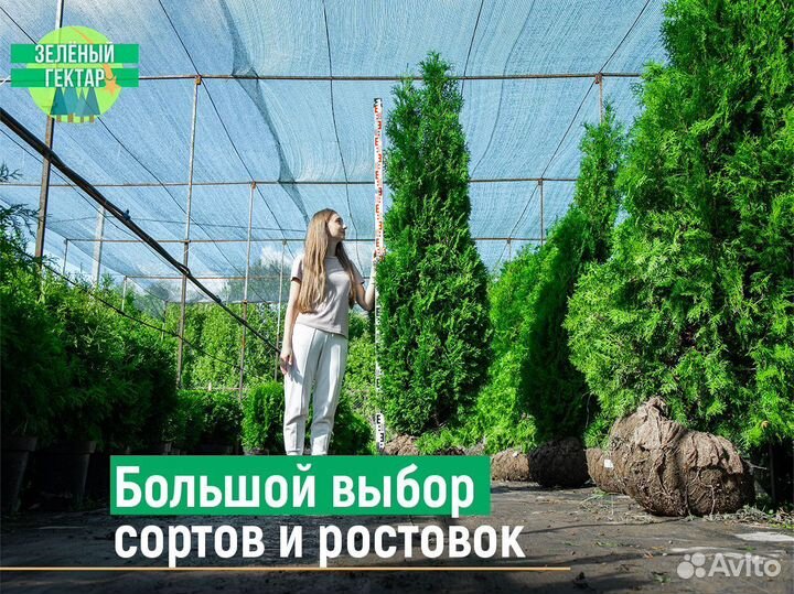 Туи брабант 200 см свежая копка 2023