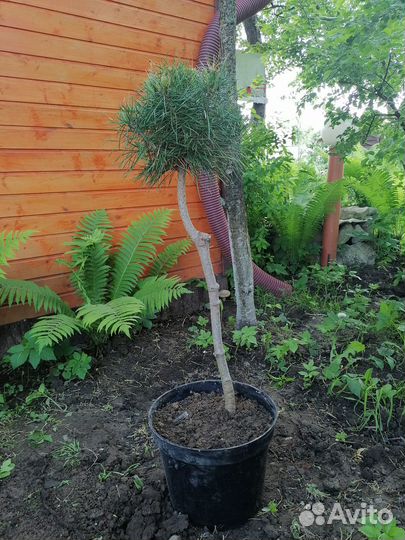 Сосна горная на штамбе