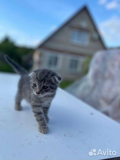 Кот серый с оттенком чёрного вислоухий