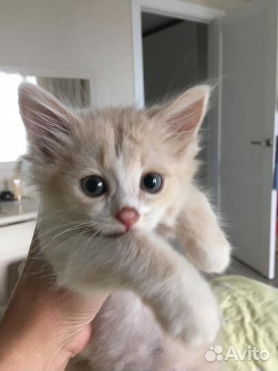 Кошка в дар бесплатно