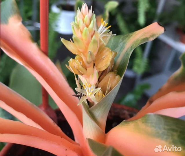 Хлорофитум оранжевый