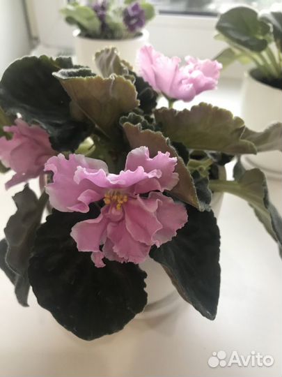 Фиалки и детки