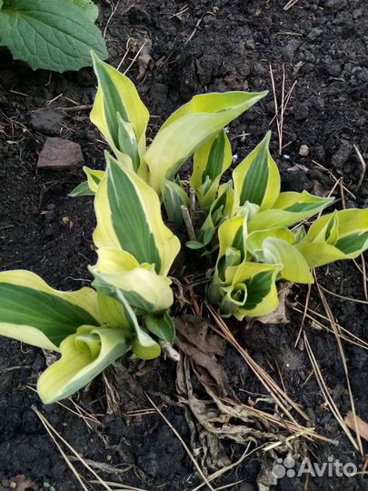 Хосты пион, лимонник деввиноград