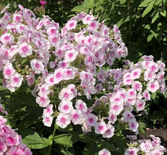 Флоксы многолетние