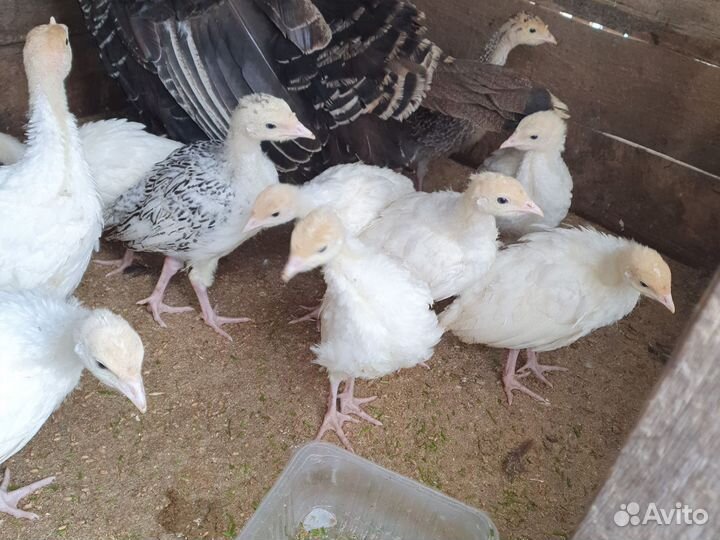 Индюшата белая широкогрудая
