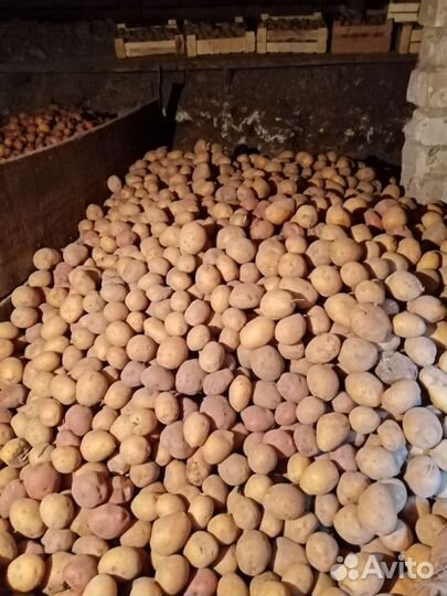 Продам картофель