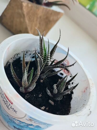 Сансевиерия ханни 3шт/стакан, Хавортия 3шт/стакан