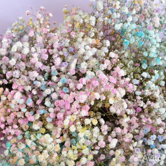Цветная гипсофила Доставка цветов