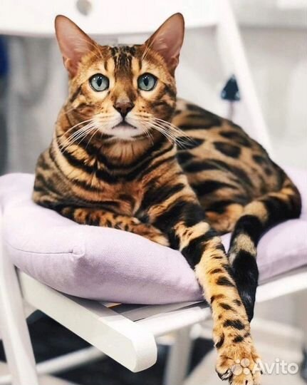 Бенгальская кошка(вязка)