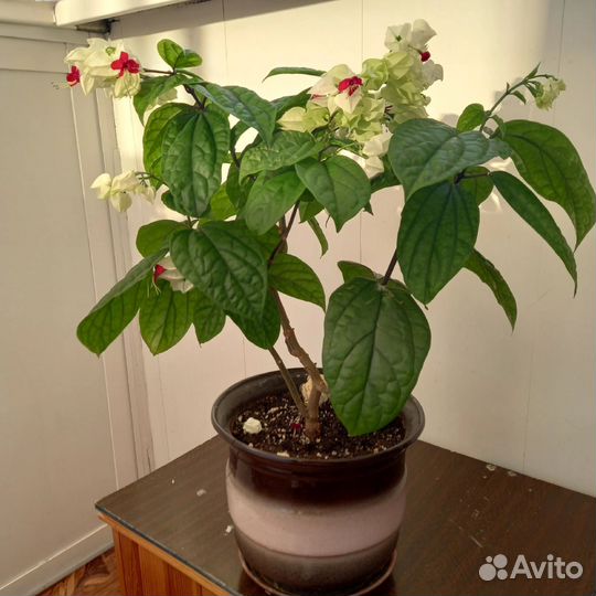 Клеродендрум госпожи томпсон