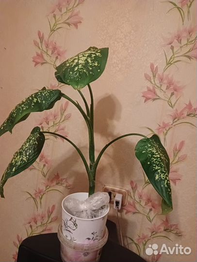 Диффенбахия