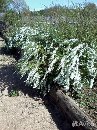 Саженцы декоративных кустарников