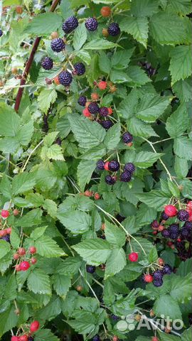 Саженцы черной малины Кумберленд