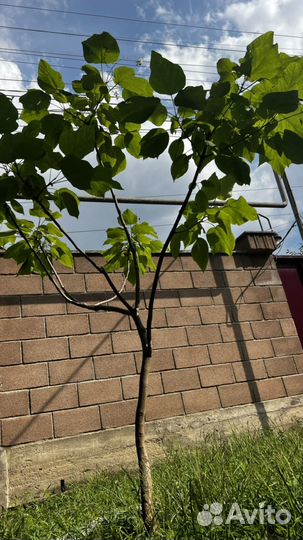 Дерево счастья или прекрасная катальпа