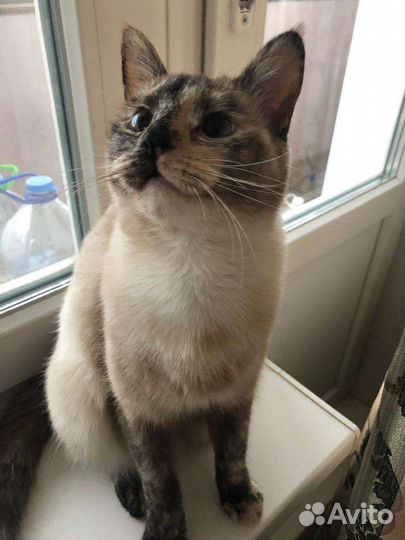 Кошка в дар