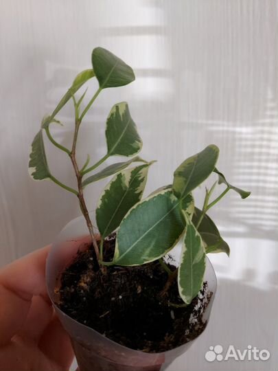 Фикус бенджамина пестролистный