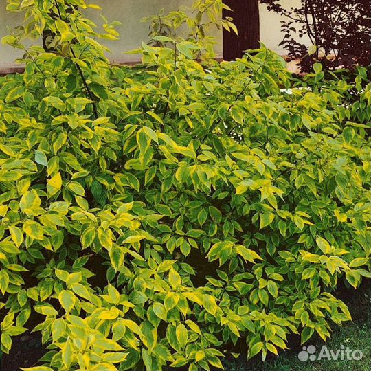 Дерен,Форзиция