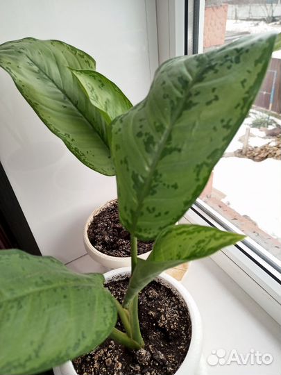 Комнатные растения