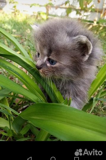 Котята породистые