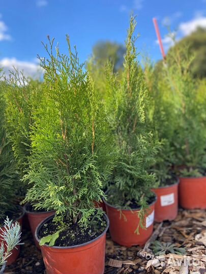 Туя смарагд