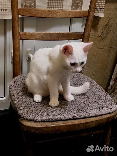 Кошка в дар бесплатно