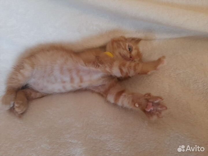 Сибирская кошка бесплатно